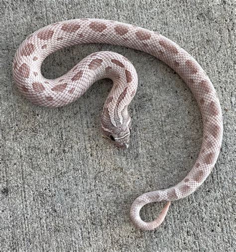 morphmarket hognose|plains hognose snake for sale.